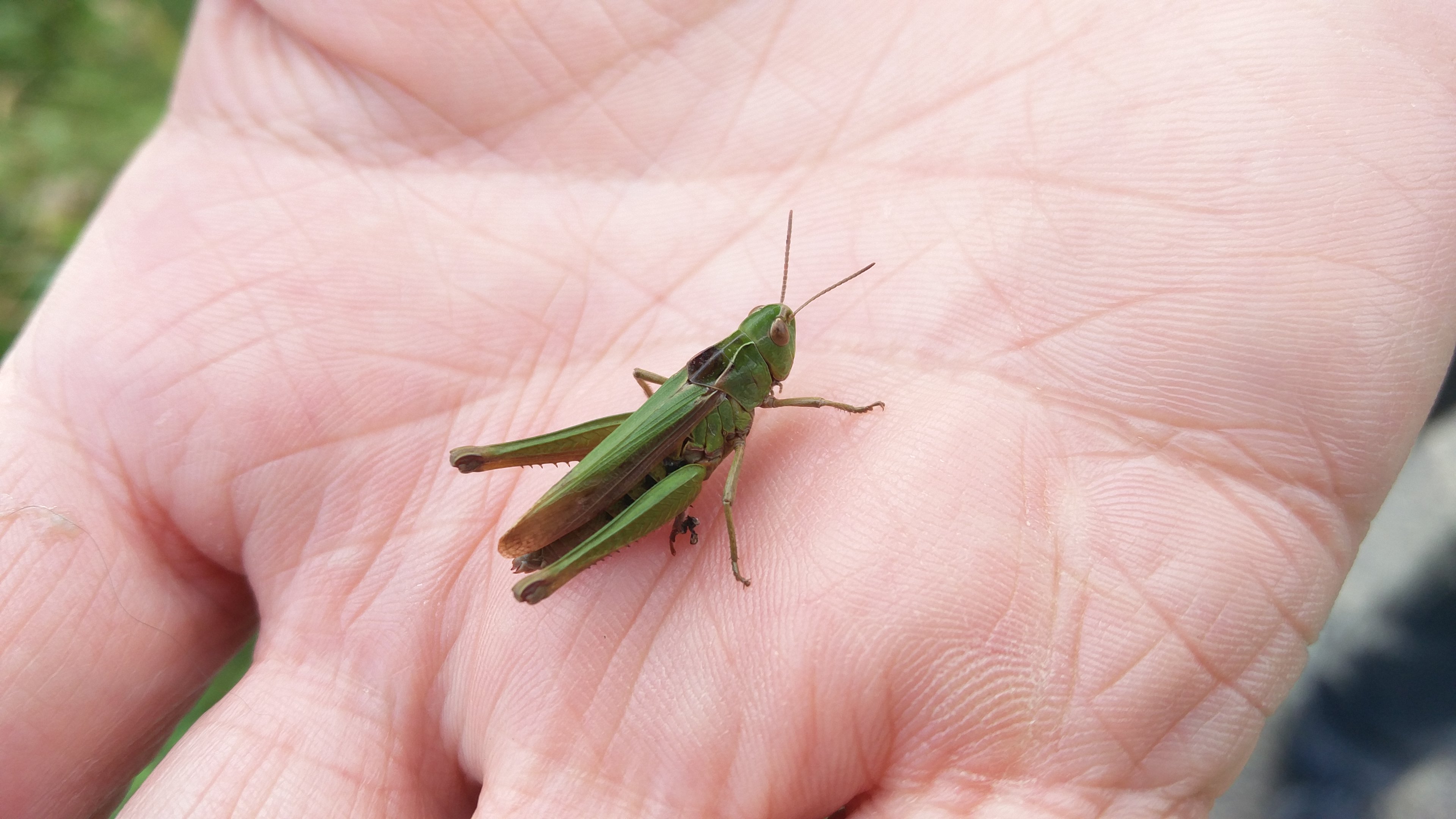#5 - Grasshopper Mating Calls